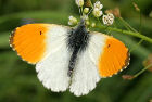 Www pieris ch Schmetterlinge Der Schweiz Butterflies Moths Of Www pieris ch Schmetterlinge Der Schweiz Butterflies Moths Of